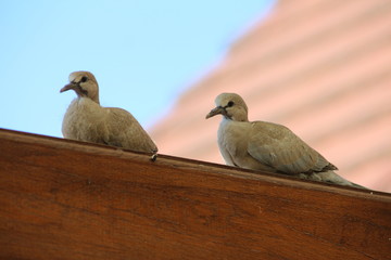 Deux jeunes tourterelles