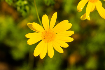 Obraz premium yellow flower in the garden