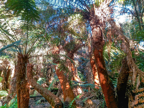 Floresta de xaxim gigante centenários