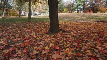 Fall