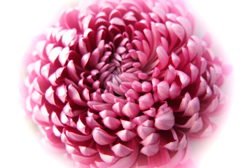 rosa Chrysantheme - pink chrysanthemum