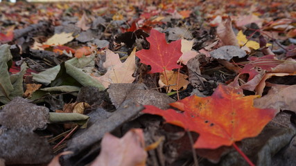 Fall