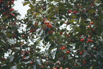 picture of a Ripe small Apples on the tree in Orchard, Morning shot with nobody