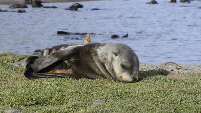 Antarctic fur seal pup close up in grass