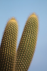 closeup of cactus and unusual cactus flowers