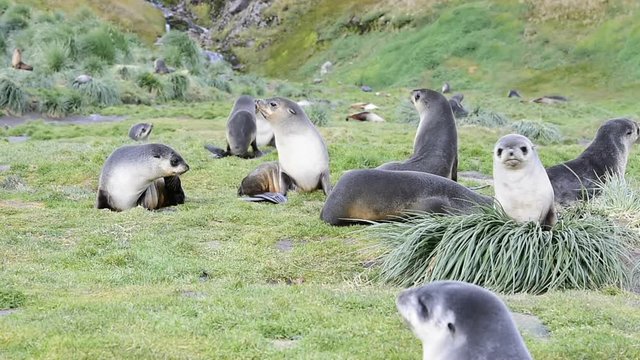 Antarctic fur seal pup close up in grass