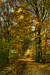 Forest path through an autumn forest, colorful leaves on the ground, framed by trees and bushes with colored leaves, bright colors, lights and shadows