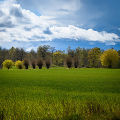 Spring landscape