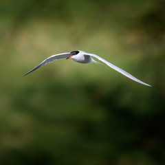 seagull in flight