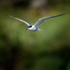 seagull in flight