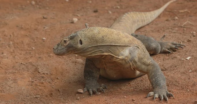 The Komodo dragon, (Varanus komodoensis), The Komodo monitor looking for food