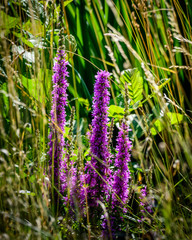 field of lavender flowers