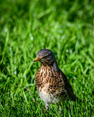 bird on grass