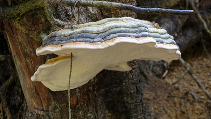 A fungus fomentarius mushroom in forest