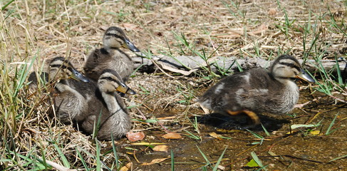 Patinhos pequenos em ambiente natural a andar em fila atrás da mãe pato