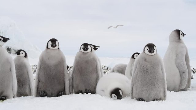 Emperor Penguin chicks ,Aptenodytes forsteri, on the ice