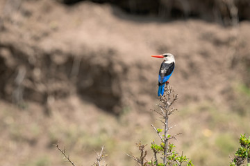 Back view of a Grey-Headed Kingfisher showing its colorful blue feathers, sitting on a branch.  Image taken in the Maasai Mara, Kenya.