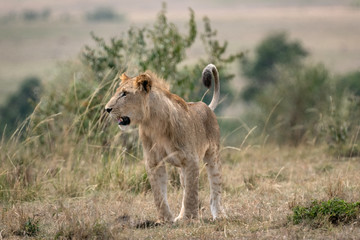 Obraz na płótnie Canvas Young male lion with its mane just starting to develop, standing in a clearing with bushes and trees in the background. Image taken in the Maasai Mara, Kenya.