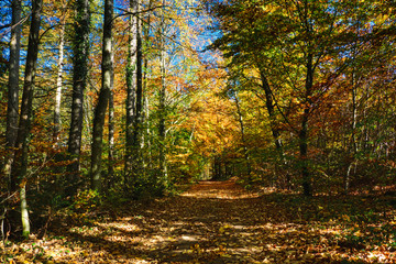 Forest path through an autumn forest, colorful leaves on the ground, framed by trees and bushes with colored leaves, bright colors, lights and shadows