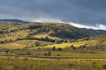 Fototapeta na wymiar vineyard countryside on small hills