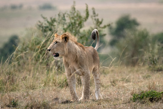 Young male lion with its mane just starting to develop, standing in a clearing with bushes and trees in the background.  Image taken in the Maasai Mara, Kenya.