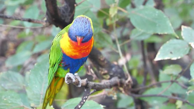 Ringed parrot sits on a tree branch