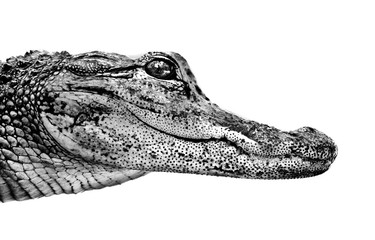 baby crocodile