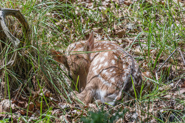 baby deer sleeping awaking laying in the grass in the wood