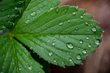 green leaf with water drops