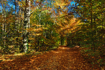 Forest path through an autumn forest, colorful leaves on the ground, framed by trees and bushes with colored leaves, bright colors, lights and shadows