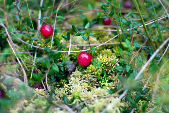 Cranberries growing in the bog