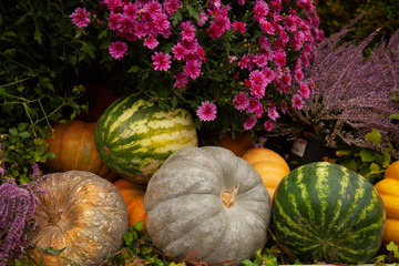 Pumpkin with watermelons on halloween autumn fair with nobody