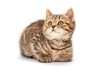 Lovely little kitten on white background