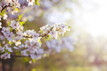 Fototapeta na wymiar Sour cherry (Prunus cerasus) blossom at spring