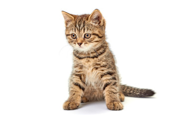 Lovely little kitten on white background