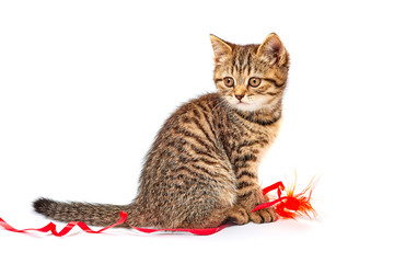 Lovely little kitten on white background