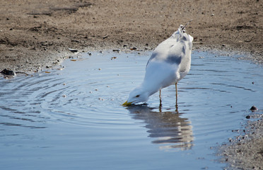 The great black-backed gull (Larus marinus) is drinking water from puddle on asphalt