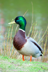 Obraz premium Portrait of wild duck male (mallard, lat. Anas platyrhynchos) standing at spring young grass near the pond