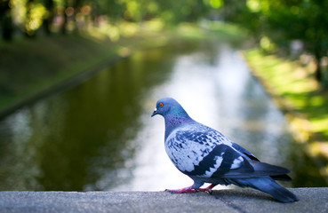 Portrait of Common Pigeon (lat. Columba livia). Riga City Canal on the background, blurred, beautiful bokeh