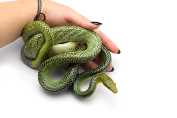 The red-tailed green ratsnake isolated on white background
