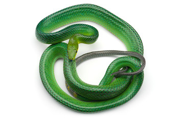 The red-tailed green ratsnake isolated on white background