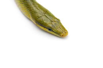 The red-tailed green ratsnake isolated on white background