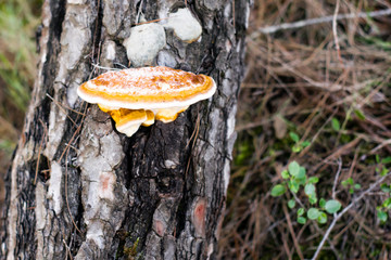 mushroom on tree trunk in the forest