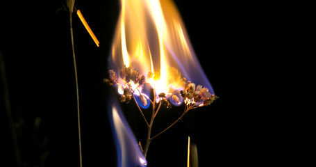 Burning dry autumn grass at night in the Ukrainian steppe when there are no stars in the sky.