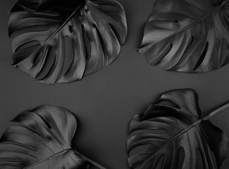 Shiny dark natural monstera leaves bouquet. Black Friday tropical banner, poster background...