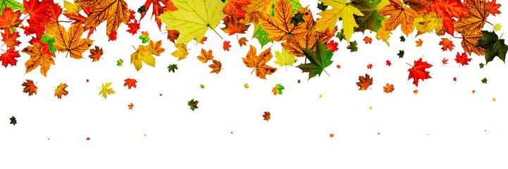 Fototapeta premium Autumn leaves pattern. Falling October background. Thanksgiving