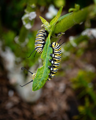 Three Caterpillars