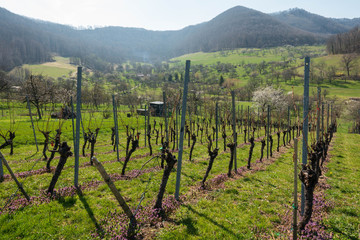 Fototapeta na wymiar View over vineyard in spring