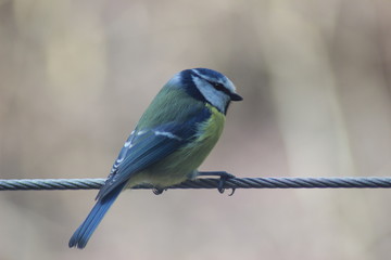 Vogel