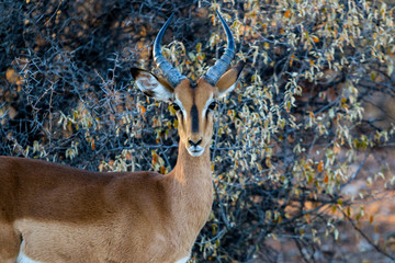 Gazelle springbock parc national d'etosha en Namibie	